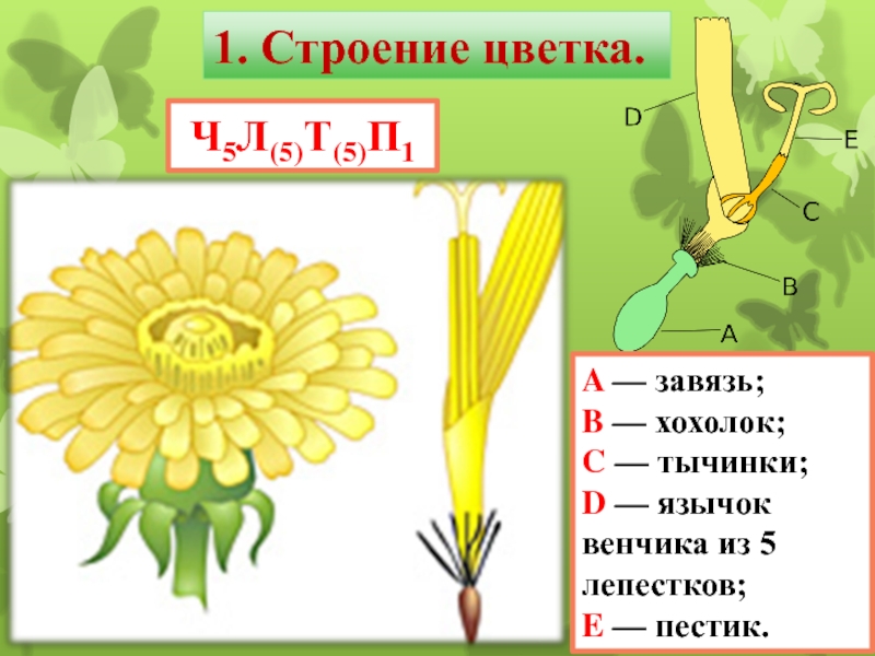 Диаграмма язычкового цветка