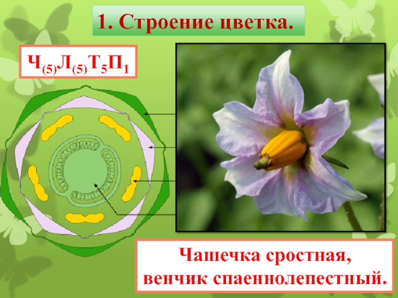 Ч 5 л 5. Ч5л5т5 ч5л5т5п1. Строение цветка чашечка. Ч5 строение цветка. Строение чашечки.