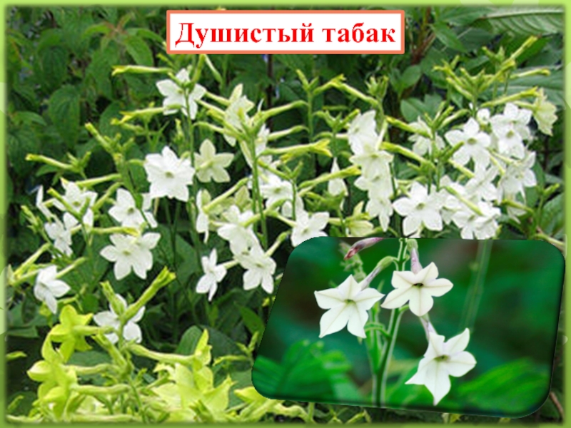 Табак Ботаническая иллюстрация Nicotiana