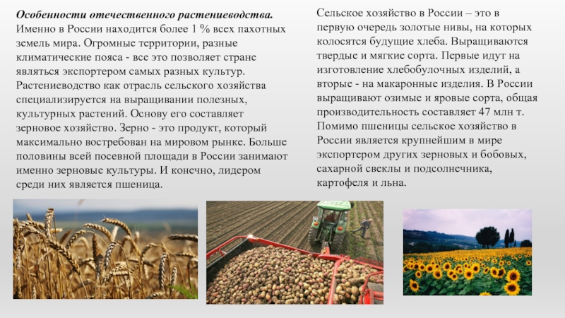 Реферат На Тему Сельское Хозяйство России
