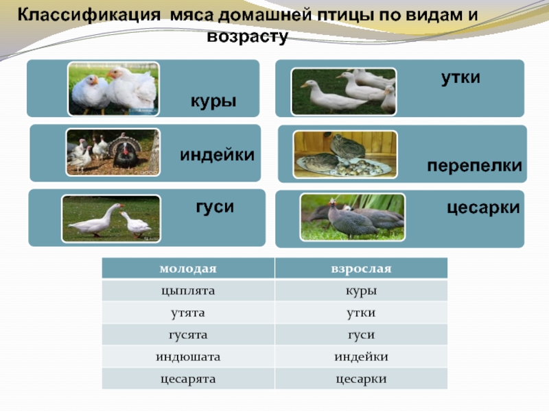 Мясо какой птицы. Классификация мяса. Виды мяса птицы. Классификация мяса по виду возрасту упитанности. Схема классификации мяса птицы.