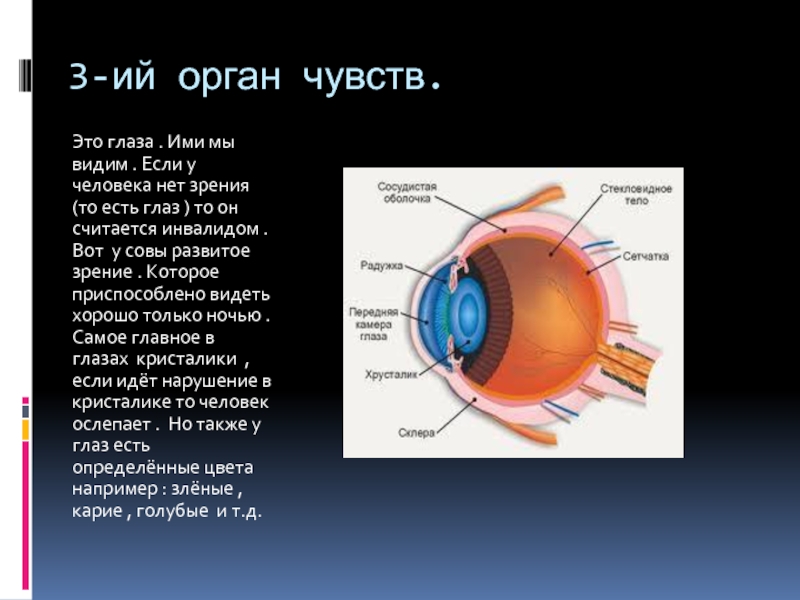 Глаза являются органом человека. Светочувствительная оболочка глаза. Светочувствительной оболочкой глаза является. Внутренняя светочувствительная оболочка глаза. Светочувствительные клетки глаза содержит.