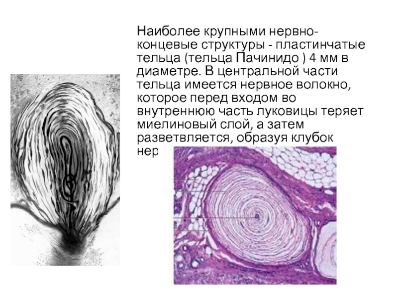 Определите название частей тельца пачини обозначенных на рисунке цифрами 1 и 2