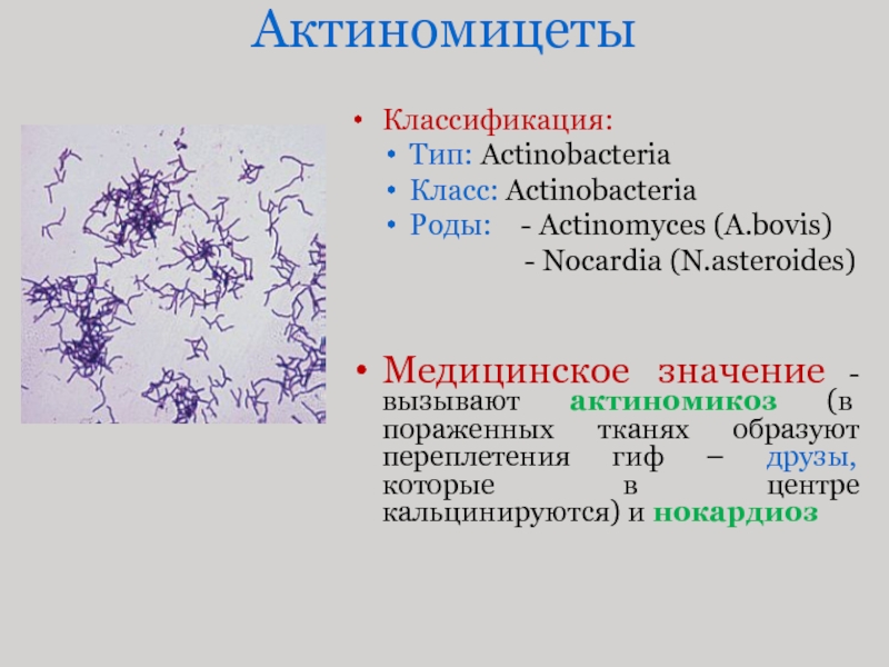 Актинобактерии