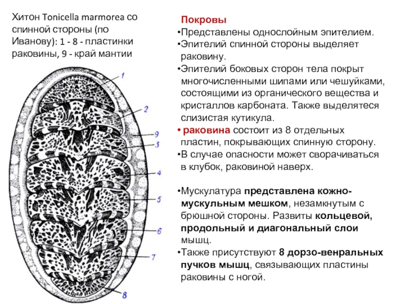 Polyplacophora схема внутренней организации