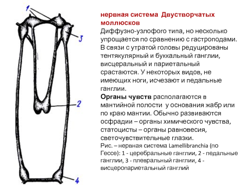 Нервная система двустворчатых. Нервная система система двустворчатых моллюсков. Нервная система двустворчатых моллюсков диффузного типа. Двустворчатые нервная система схема. Особенности нервной системы двустворчатых моллюсков.