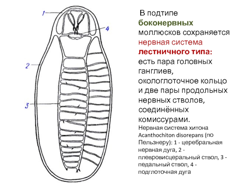 Окологлоточное кольцо какая система