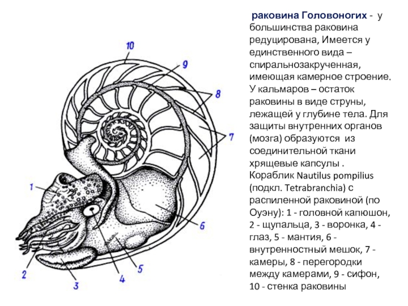 Раковина у головоногих