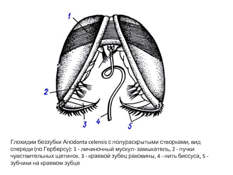 Беззубка движение