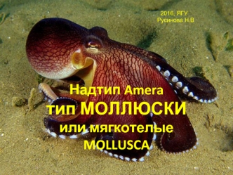 Надтип Amera. Тип Моллюски, или мягкотелые MOLLUSCA