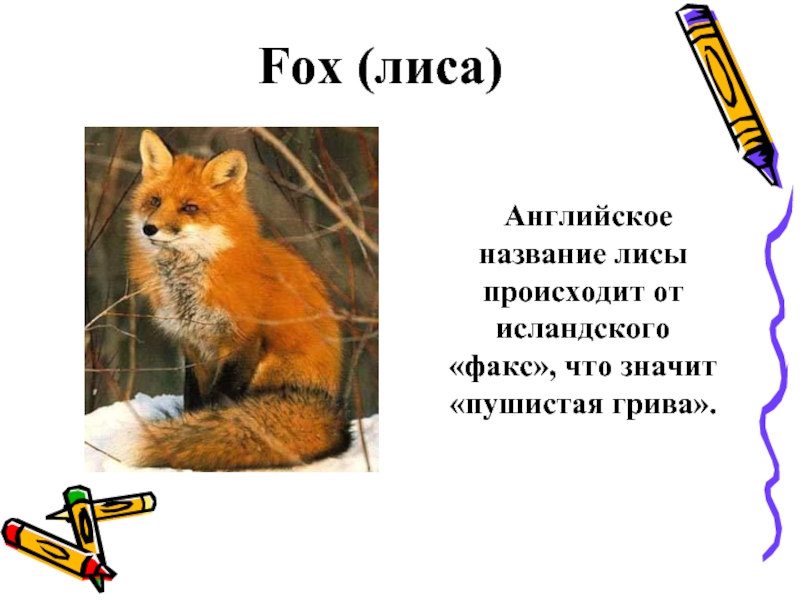 Fox на русском языке. Презентация на тему лиса. Про лису на английском языке. Рассказ про лису. Описание лисы на английском.