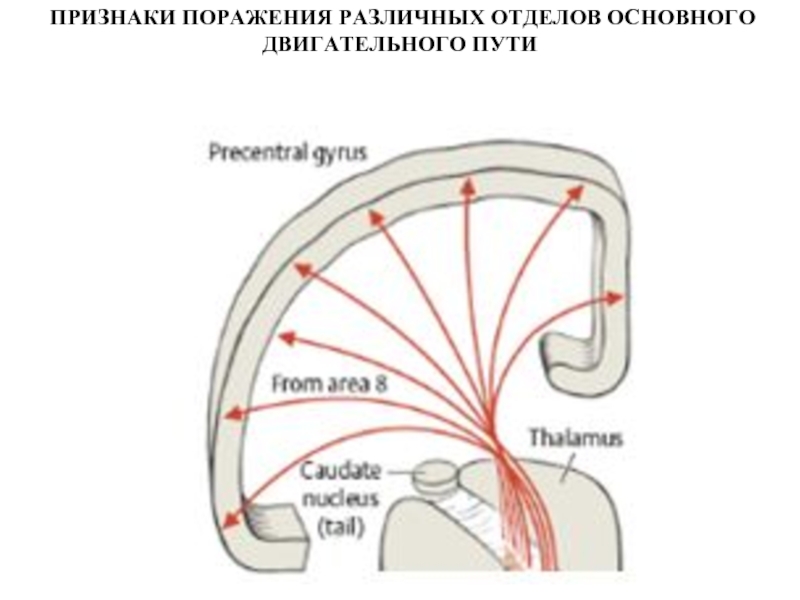 Двигательные симптомы поражения