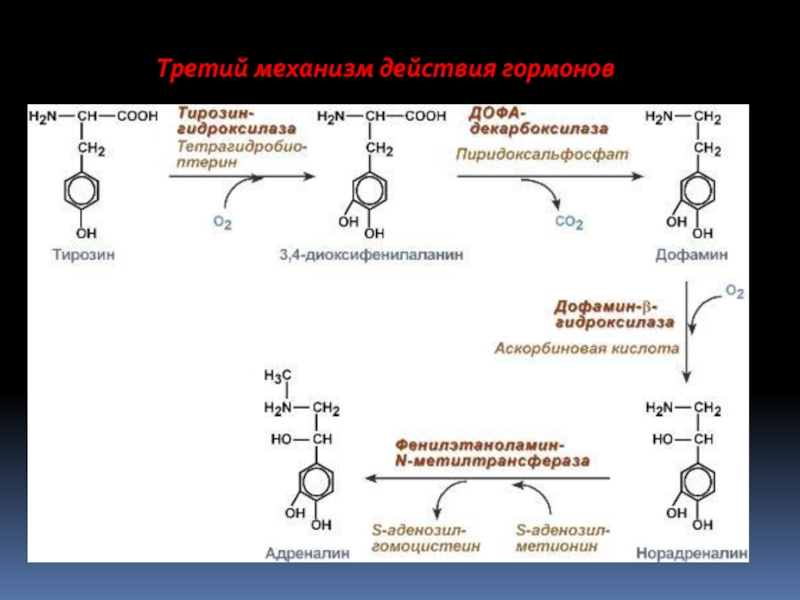 Механизм действия гормонов. Синтез гормонов биохимия. Механизмы регуляции гормонов биохимия. Биохимия гормонов. Механизмы действия гормонов.. Прямой механизм действия гормонов биохимия.