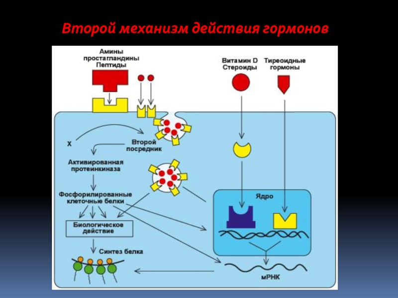 Основные механизмы действия гормонов