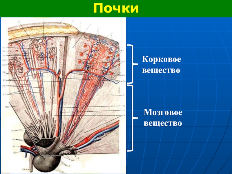 Почках и в головном мозге. Корковое вещество почки. Мозговое вещество почки. Структура коркового вещества почки. Корковые и мозвоговое вещество почки.