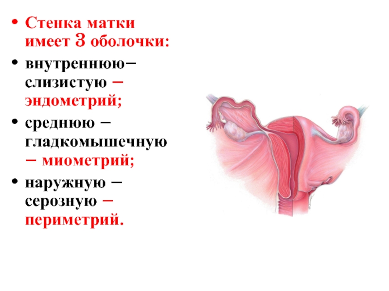 Эндометрия стенок матки. Внутренняя оболочка матки.