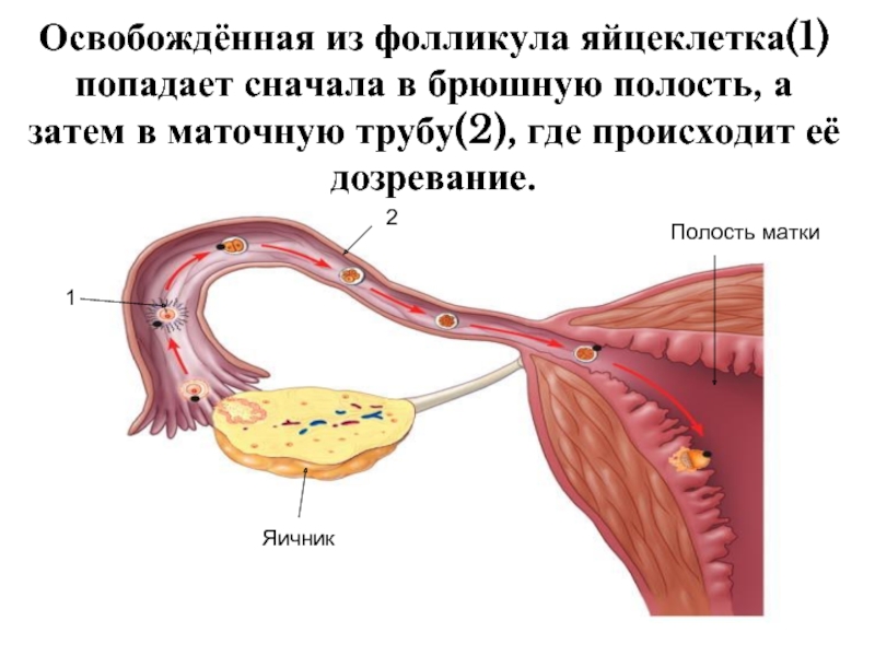 Овуляцией называется выход яйцеклетки. Движение яйцеклетки по маточной трубе. Яйцеклетка в матке. Процесс выхода яйцеклетки из яичника. Оплодотворение яйцеклетки происходит в полости маточной трубы.