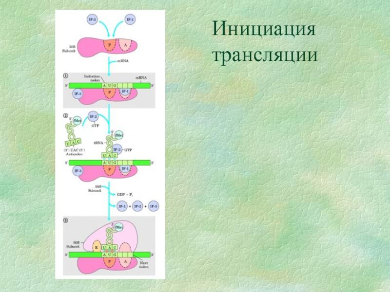 Этапы инициации трансляции. Трансляция РНК инициация. Биосинтез белка инициация трансляции. Схема строения комплекса инициации трансляции. Инициация трансляции рибосома.