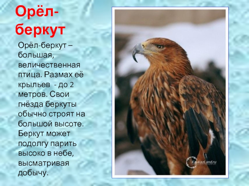 Стихотворение орел сочинение. Птицы красной книги. Беркут красная книга. Орёл Беркут фото и описание. Доклад про птицу Беркут.