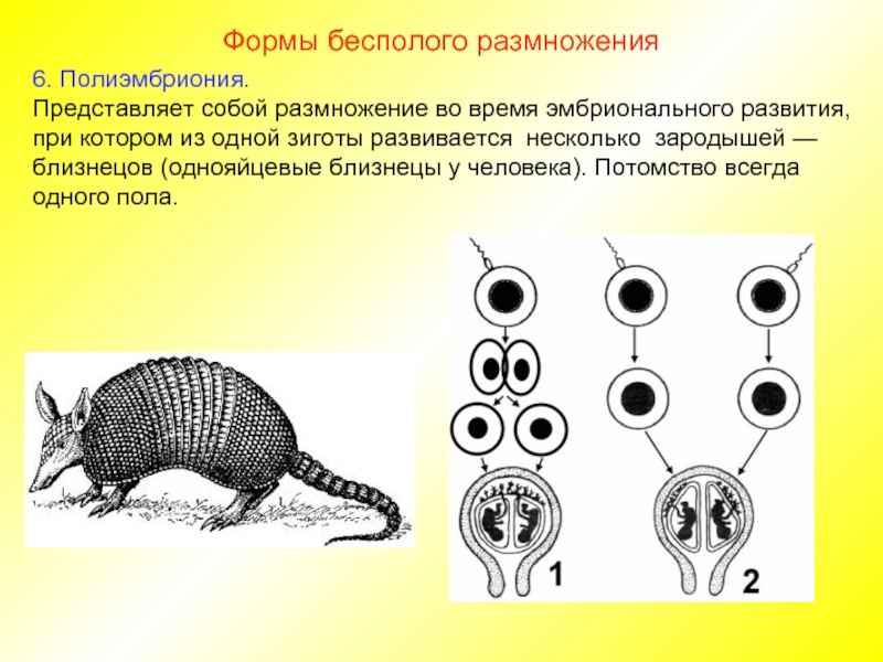 Используя картинки укажи способ размножения при котором потомство более разнообразно