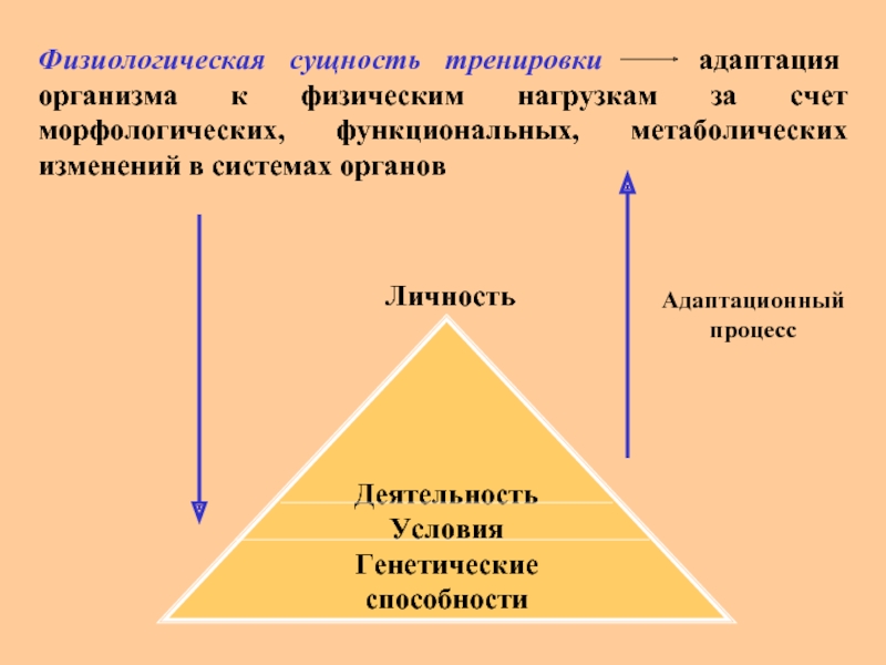 Презентация на тему адаптация человеческого организма к физическим нагрузкам