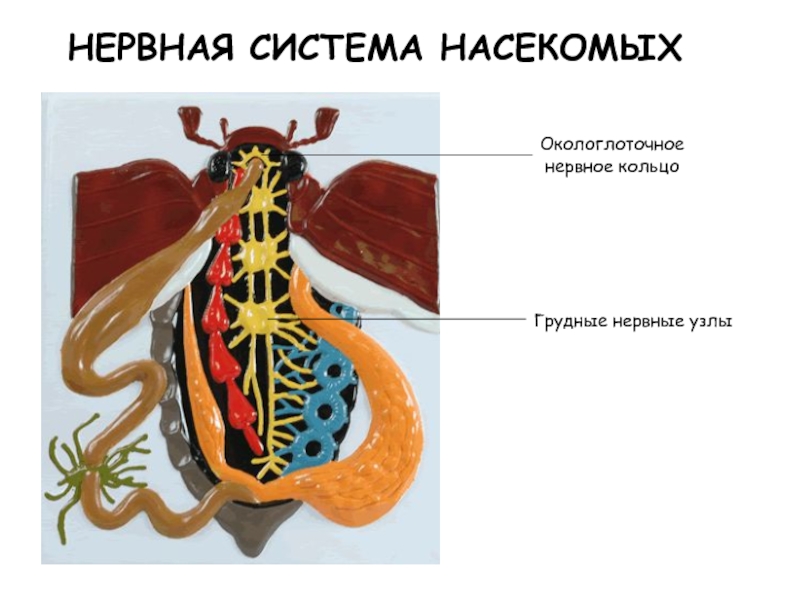 Кровообращение у насекомых. Кровеносная система насекомых. Строение кровеносной системы насекомых. Нервная система насекомых. Окологлоточный нервный узел у насекомых.