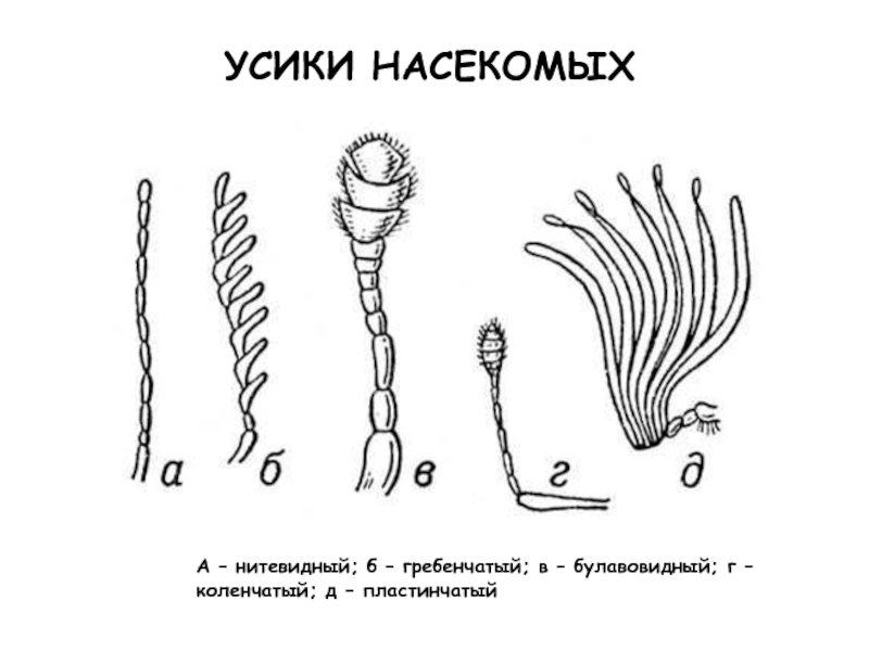 Усики у насекомых. Усики насекомых. Строение и типы усиков насекомых. Нитевидные усики. Типы усиков у насекомых таблица.