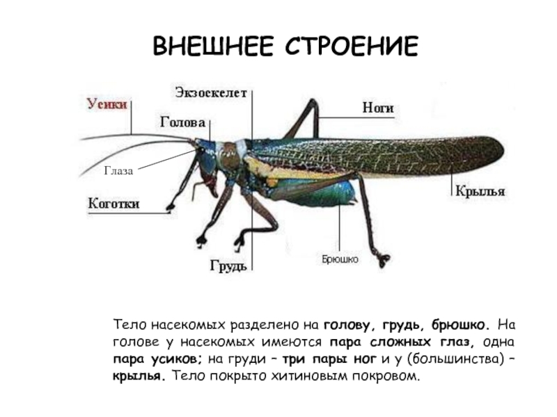 Строение тела насекомых. Внешнее строение тела насекомого. Тело насекомых разделено на. Внешнее строение насекомого брюшко. Строение груди насекомых.