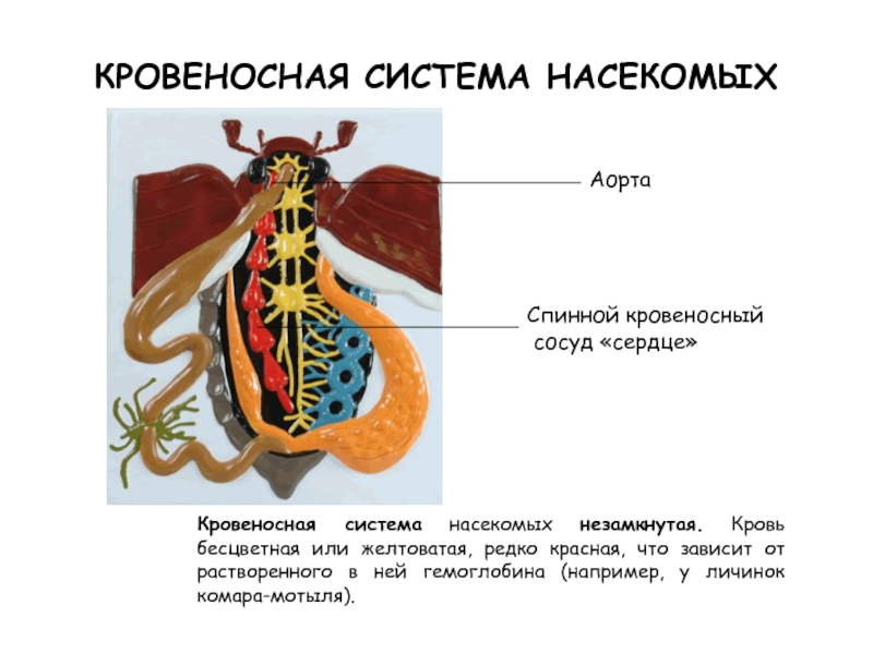 Какие системы у насекомых. Функция кровеносной системы у насекомых. Строение кровеносной системы насекомых. Характеристика кровеносной системы насекомых. Кровеносная система насекомых 7 класс.