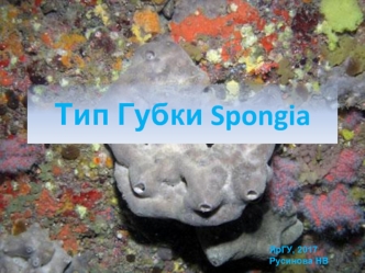 Тип Губки Spongia