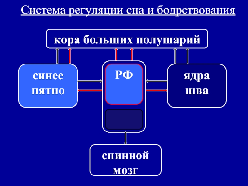 Презентация сон и бодрствование 8 класс пасечник