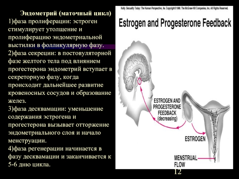 1 фаза эндометрия. Секреторная фаза маточного цикла. Фаза пролиферации и секреции. Описать фазы маточного цикла. Эстроген в фолликулярной фазе.