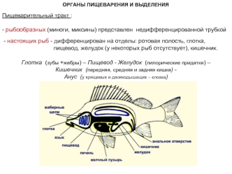 Органы пищеварения и выделения у рыб и рыбообразных