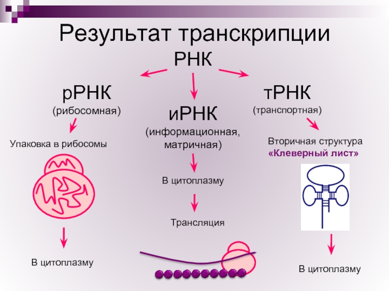 Результат транскрипцииРНКрРНК (рибосомная)иРНК (информационная, матричная)тРНК (транспортная)Упаковка в рибосомыВ цитоплазмуВ цитоплазмуВ цитоплазму