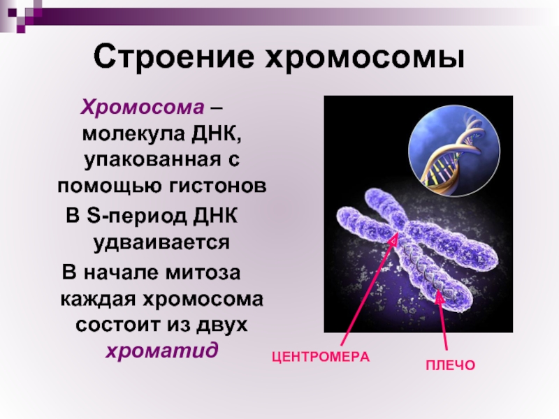 Строение хромосомыХромосома – молекула ДНК, упакованная с помощью гистоновВ S-период ДНК