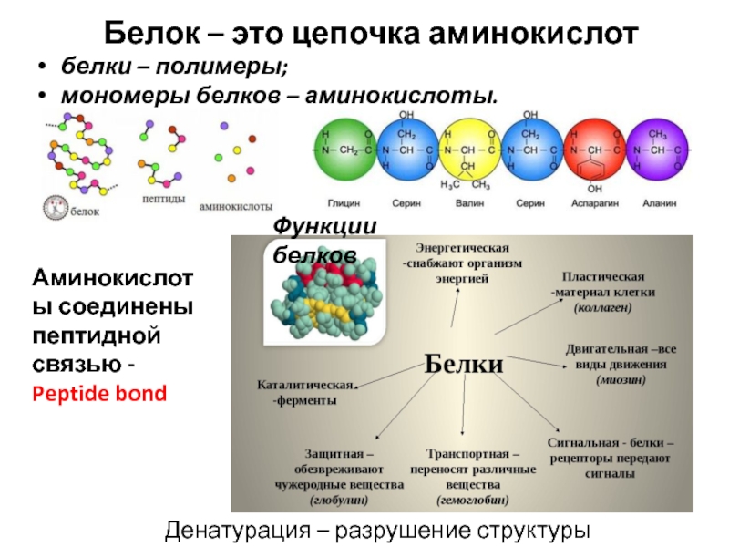 Белки состав мономеры. Белки и аминокислоты структура и функции. Белки полипептиды пептиды аминокислоты.
