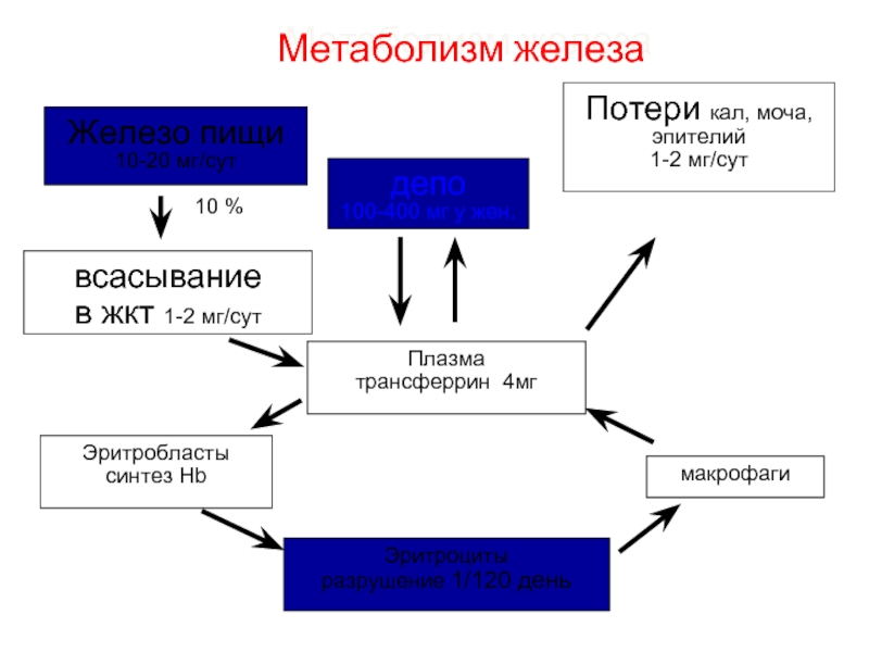 Метаболизм железа. Железо из пищи 15-20 мг/сут.