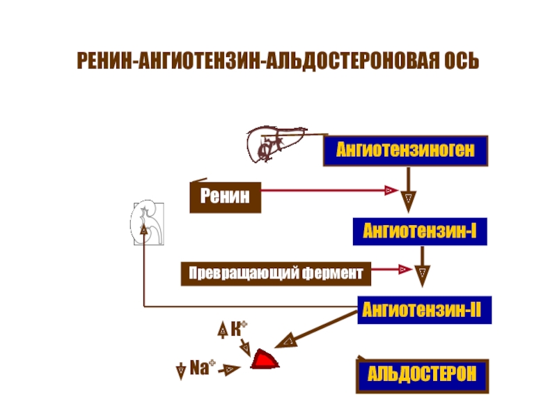 Схема патогенеза артериальной гипертензии с учетом роли ренин ангиотензин альдостероновой системы