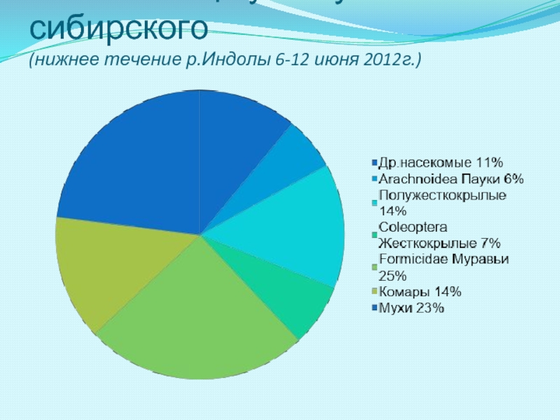 Сибирская нижняя