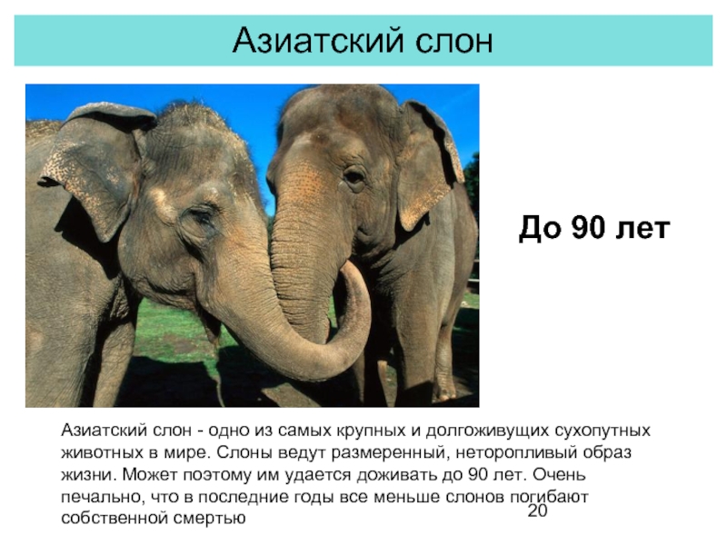 Сколько слонов в мире