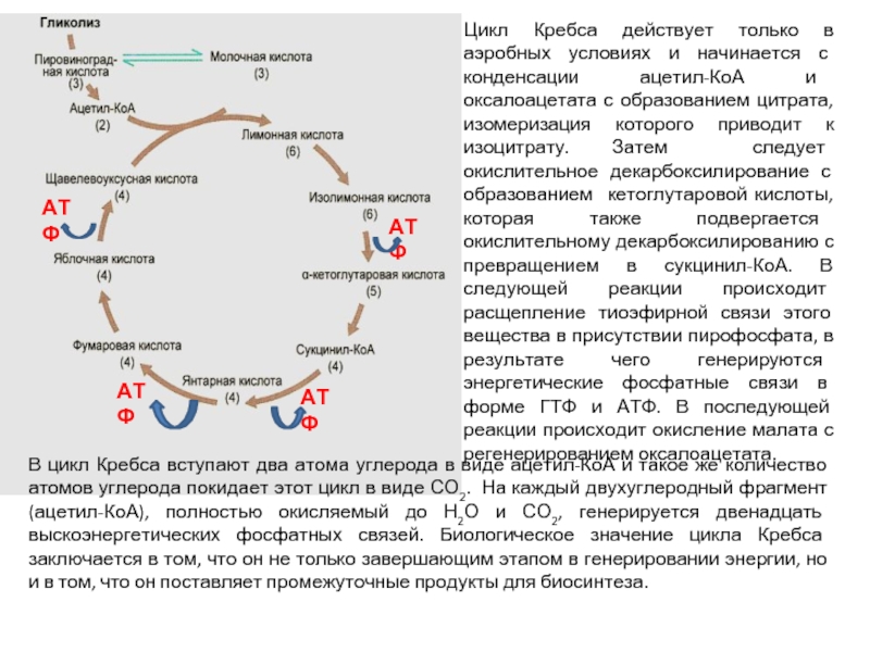 В цикле кребса образуется атф. Цикл Кребса биохимия кратко. Цикл Кребса углеводы биохимия. Цикл Кребса процессы. Цикл трикарбоновых кислот цикл Кребса 10 класс.
