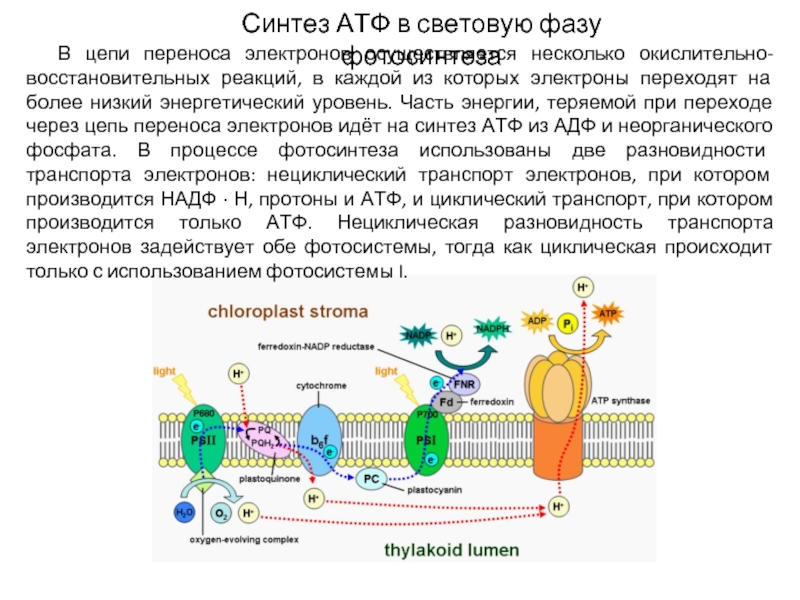 Атф в клетках эукариот образуются. Синтез АТФ схема. Цепь переноса электронов световая фаза фотосинтеза. Синтез АТФ В световой фазе. Цепь переноса электронов и Синтез АТФ.