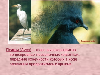Птицы (Aves) – класс высокоразвитых теплокровных позвоночных животных, передние конечности которых в ходе эволюции превратились в крылья.