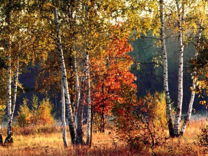 Люблю природу русскую осень. Остроухова в Абрамцевском парке. Скинула кафтан зелёный лето Отсвистели Жаворонки всласть. Кедрин бабье лето. Кедрин Подмосковная осень.