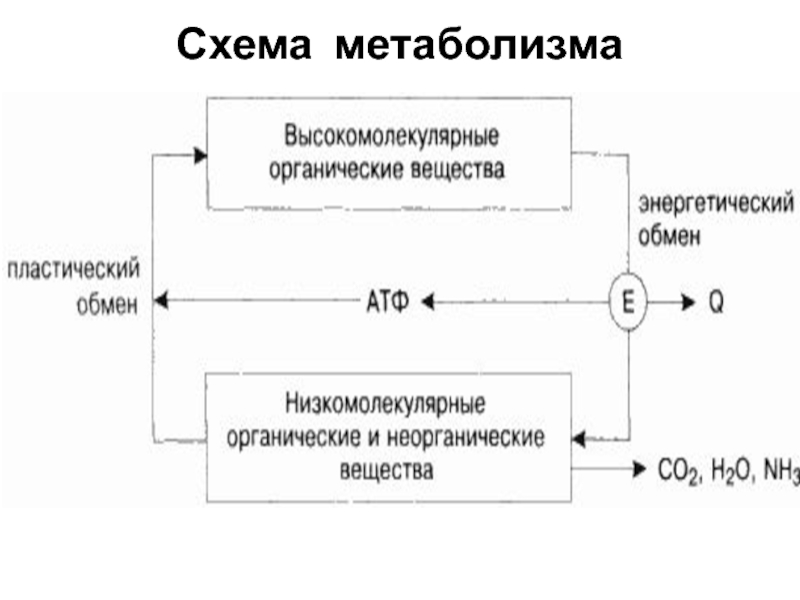 Схемы энергетического обмена