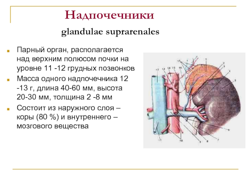 Презентация надпочечники 8 класс