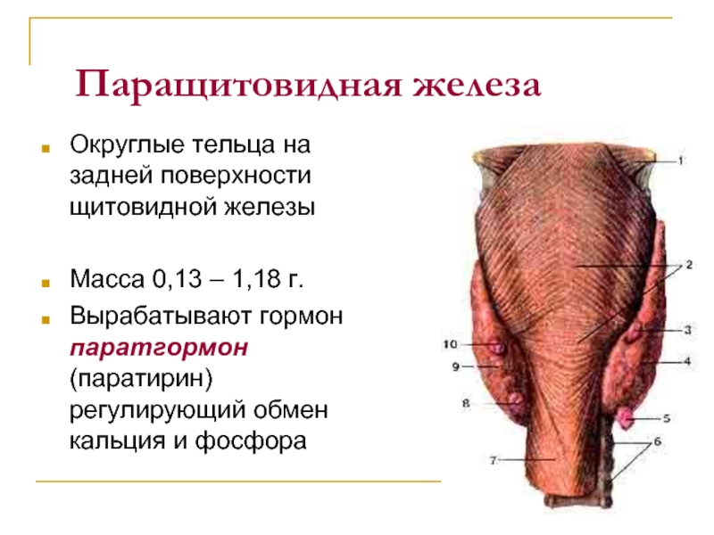 Паращитовидная железа рисунок с подписями