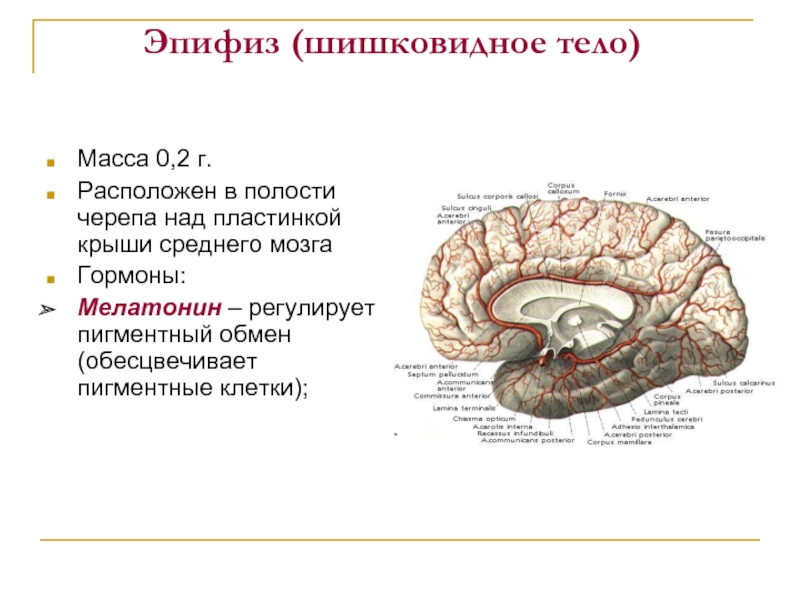 Эпифиз регулирует. Гормон эпифиза регулирующий пигментный обмен. Строение мозга человека эпифиз. Гормоны эпифиза. Эпифиз эндокринная железа.