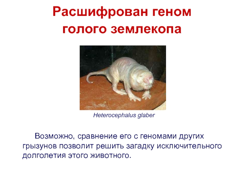 При расшифровке генома крысы. Слепые землекопы презентация.