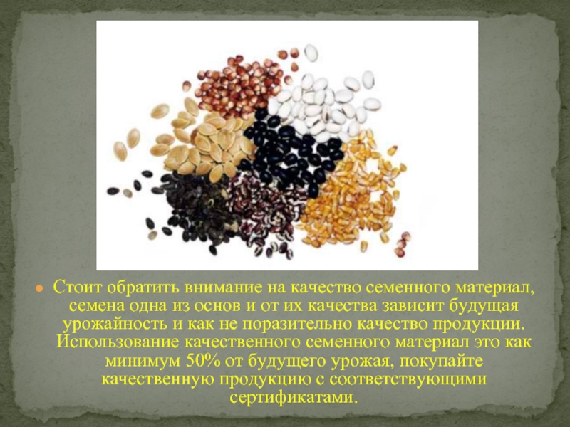 Качественный семенной материал. Семена одна. Зависимость России от семенного материала. Как выбирать семенной материал. Использование качественных материалов